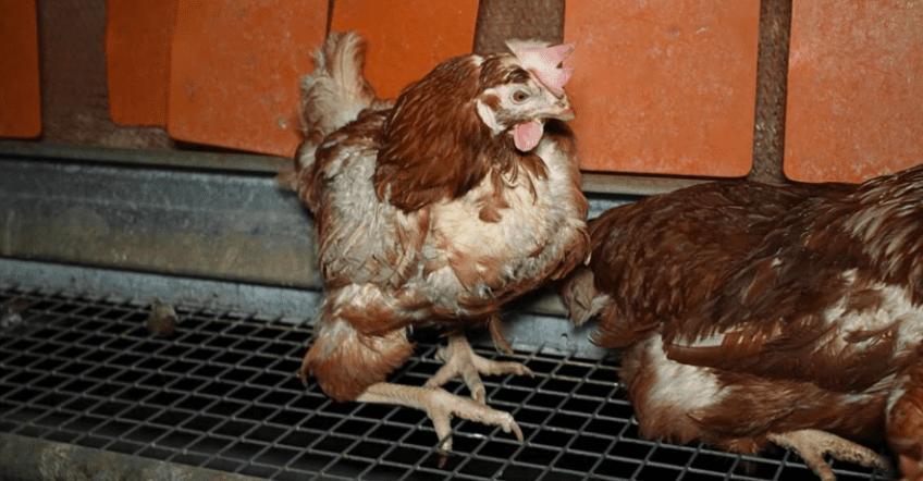 gallina granja Mallorca