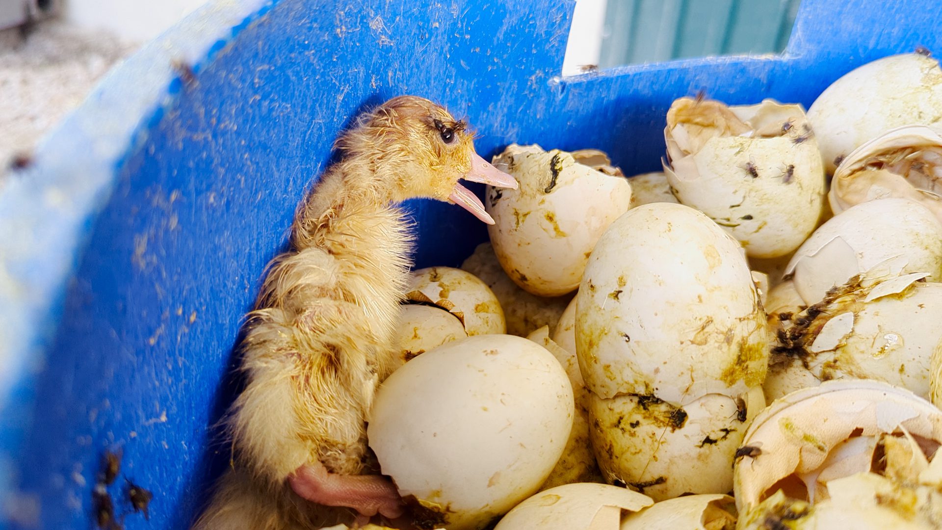 ARDE denuncia a la mayor granja de patos de Europa por maltrato animal