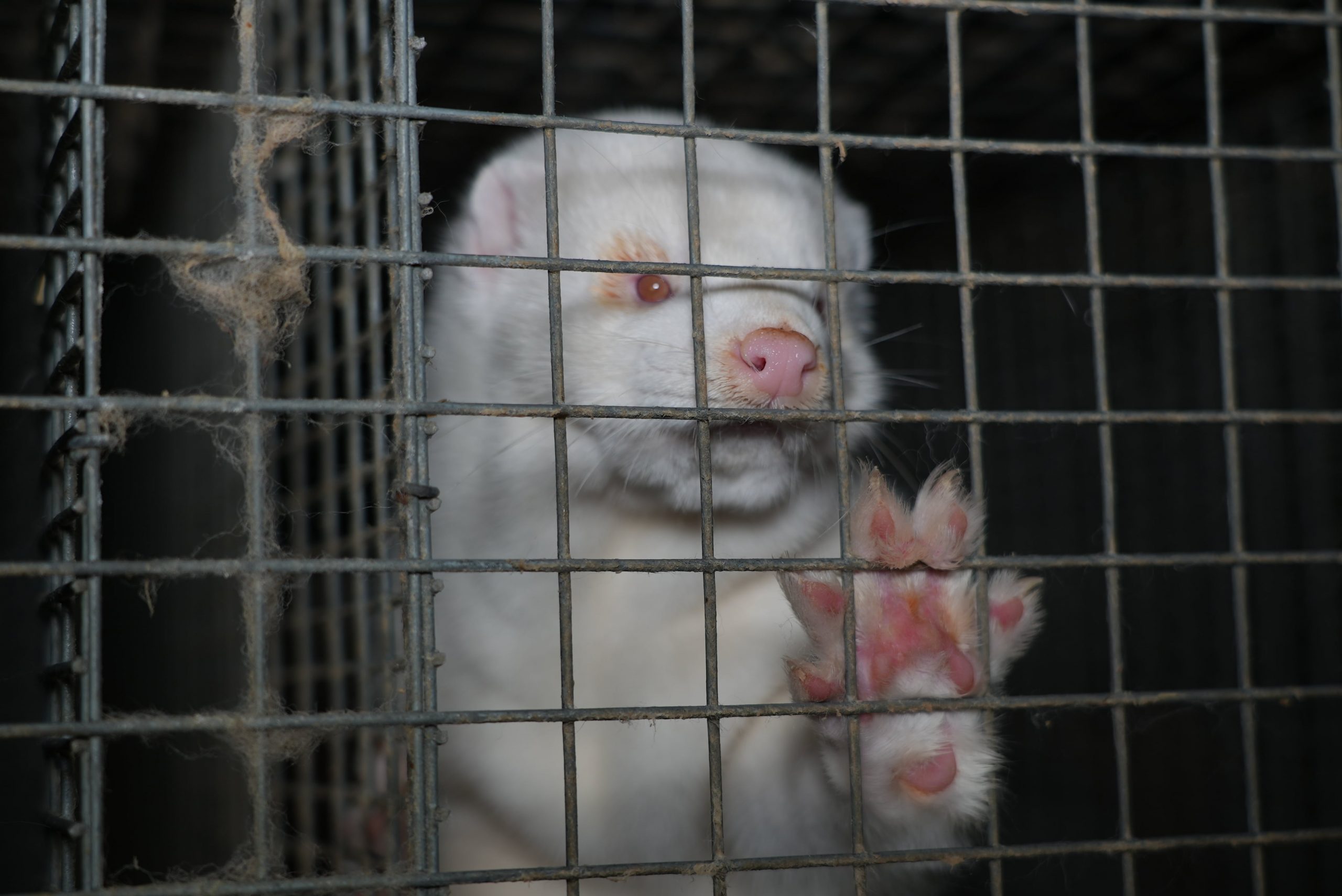 Visón blanco atrapado en jaula