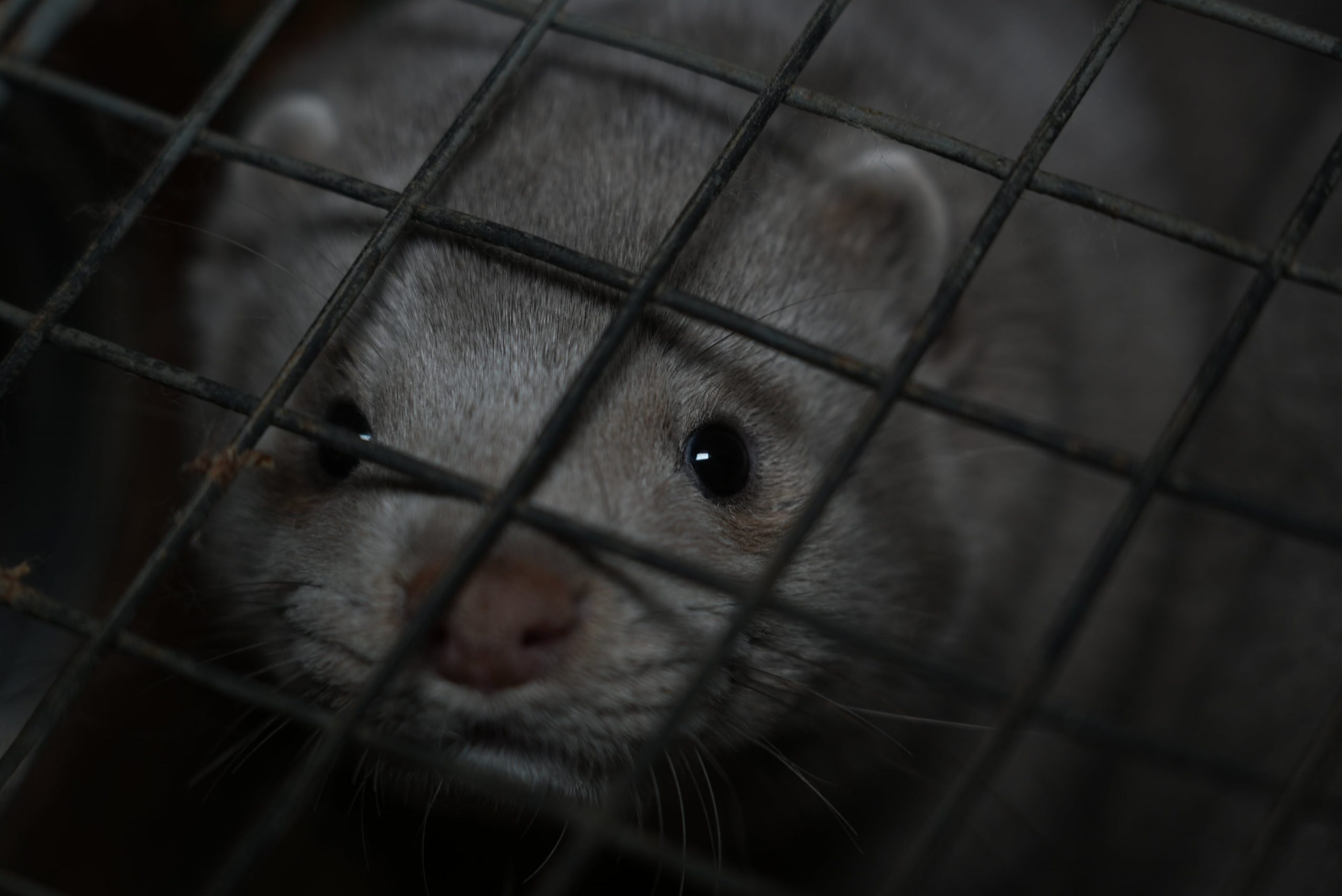Visón gris mirando a través de la jaula