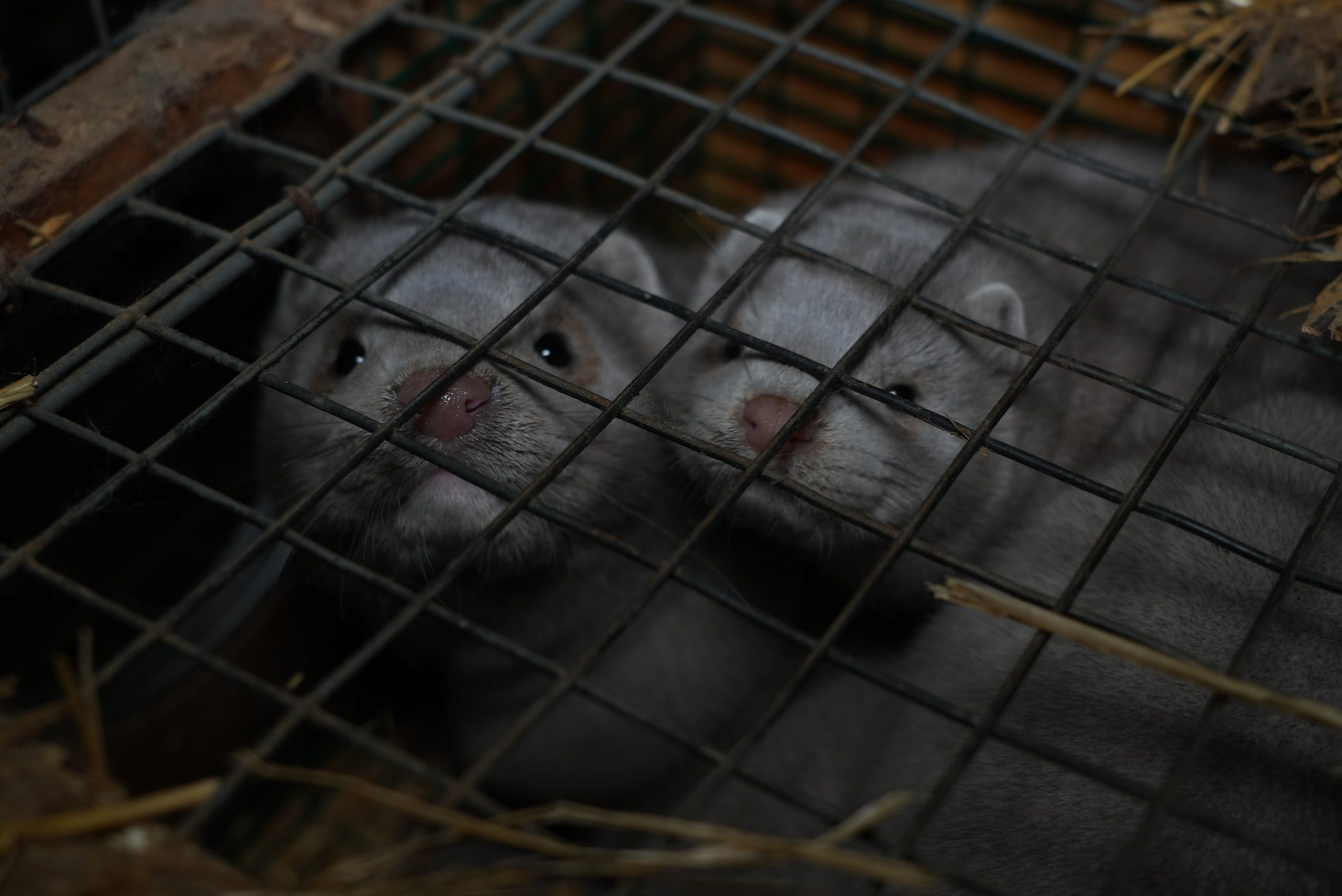Dos visones enjaulados en granja peletera