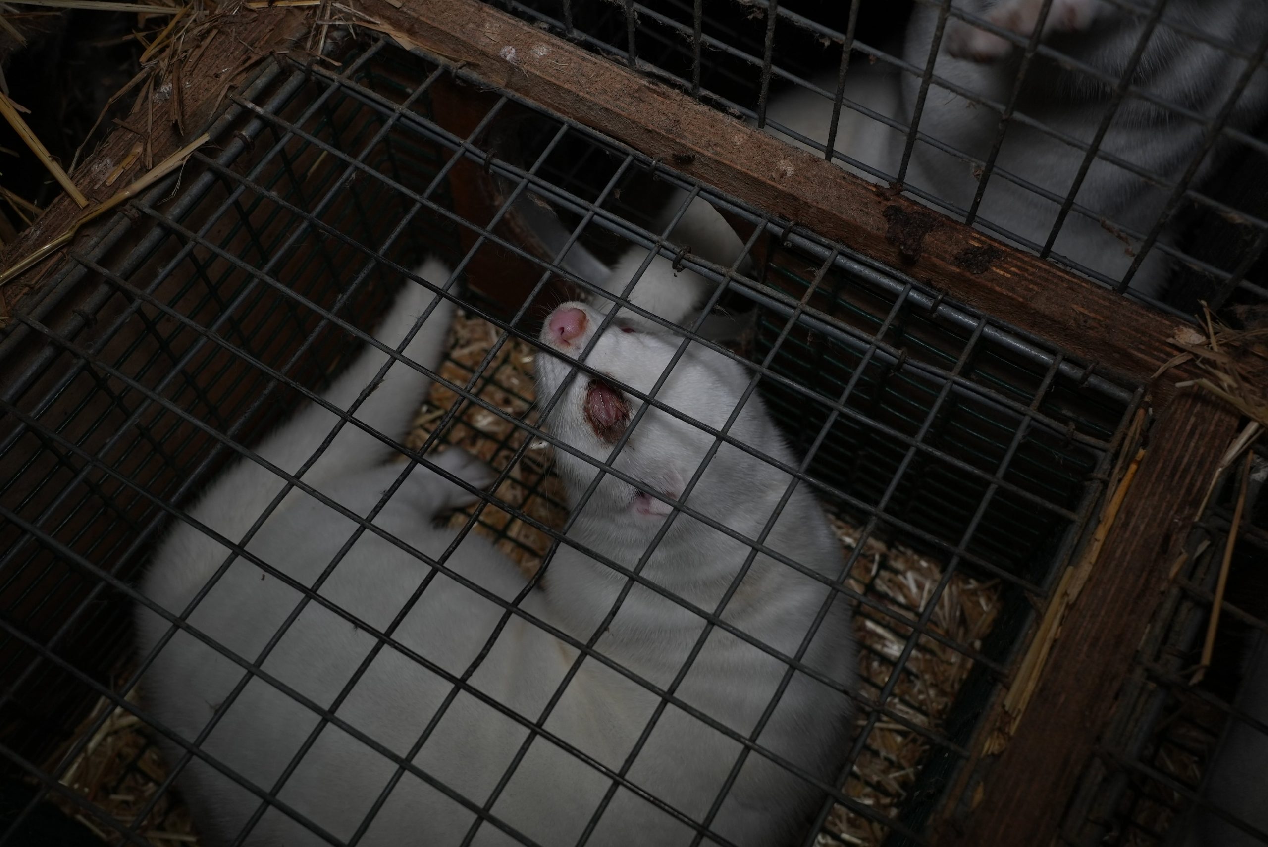 Dos visones enjaulados en granja peletera