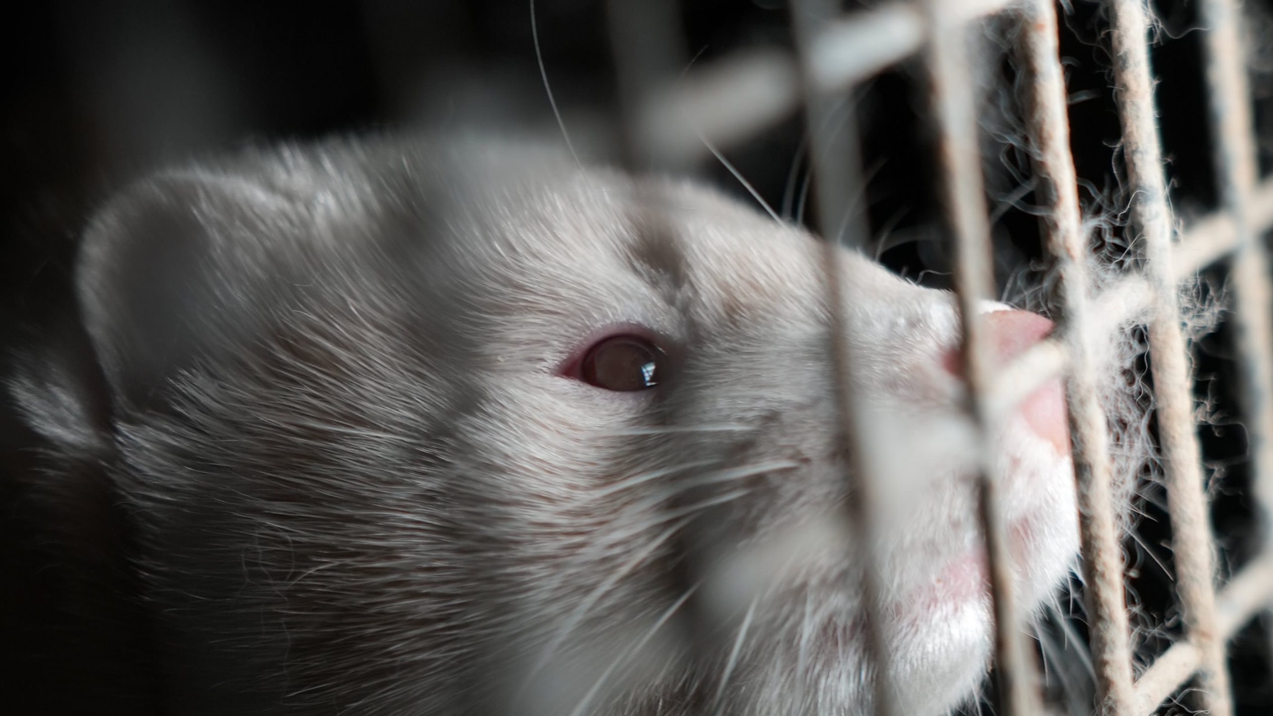 Creadores de contenido se unen para acabar con las pieles