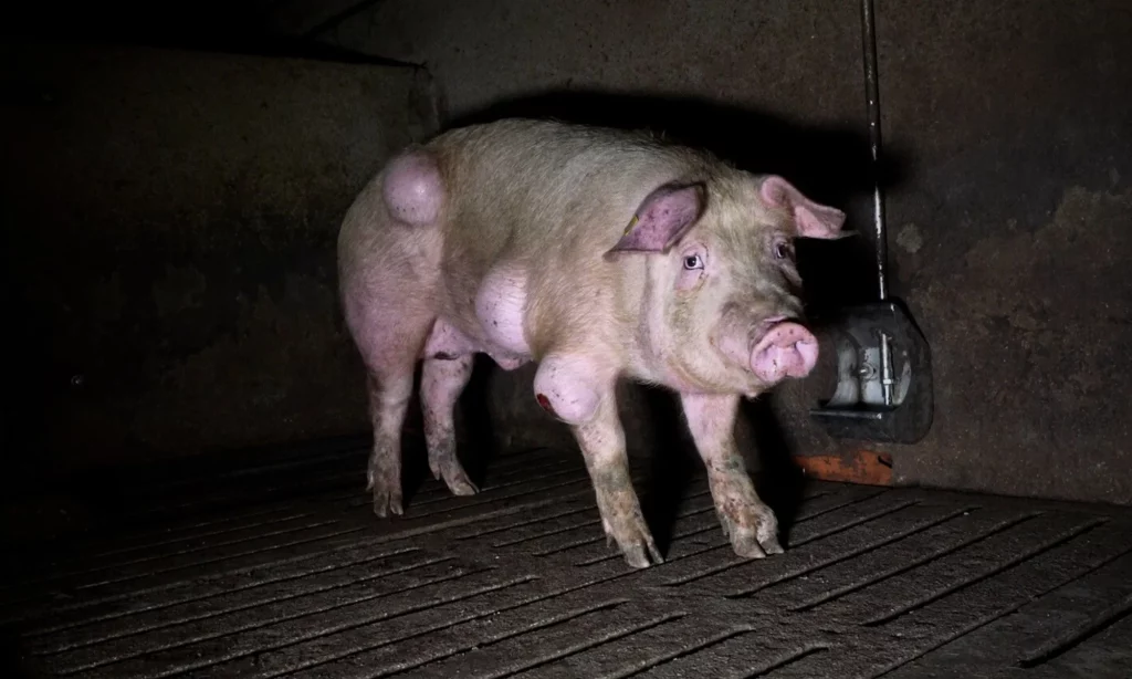 cerdo granja teruel enfermo