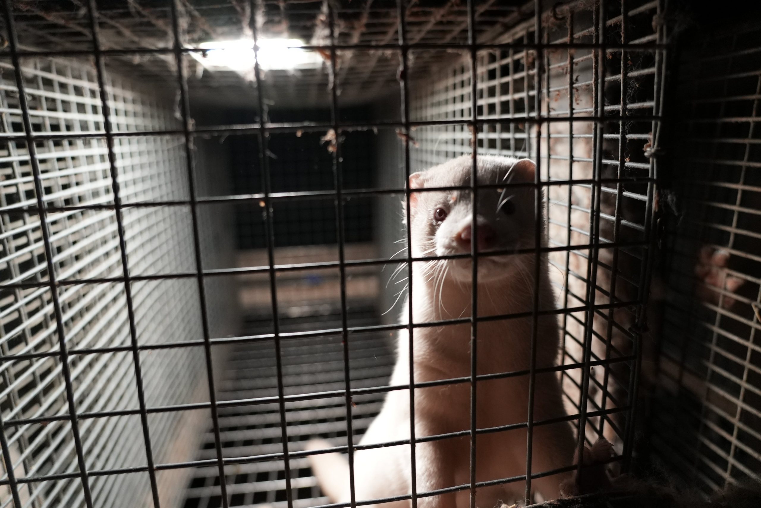 Visón gris mirando a través de la jaula