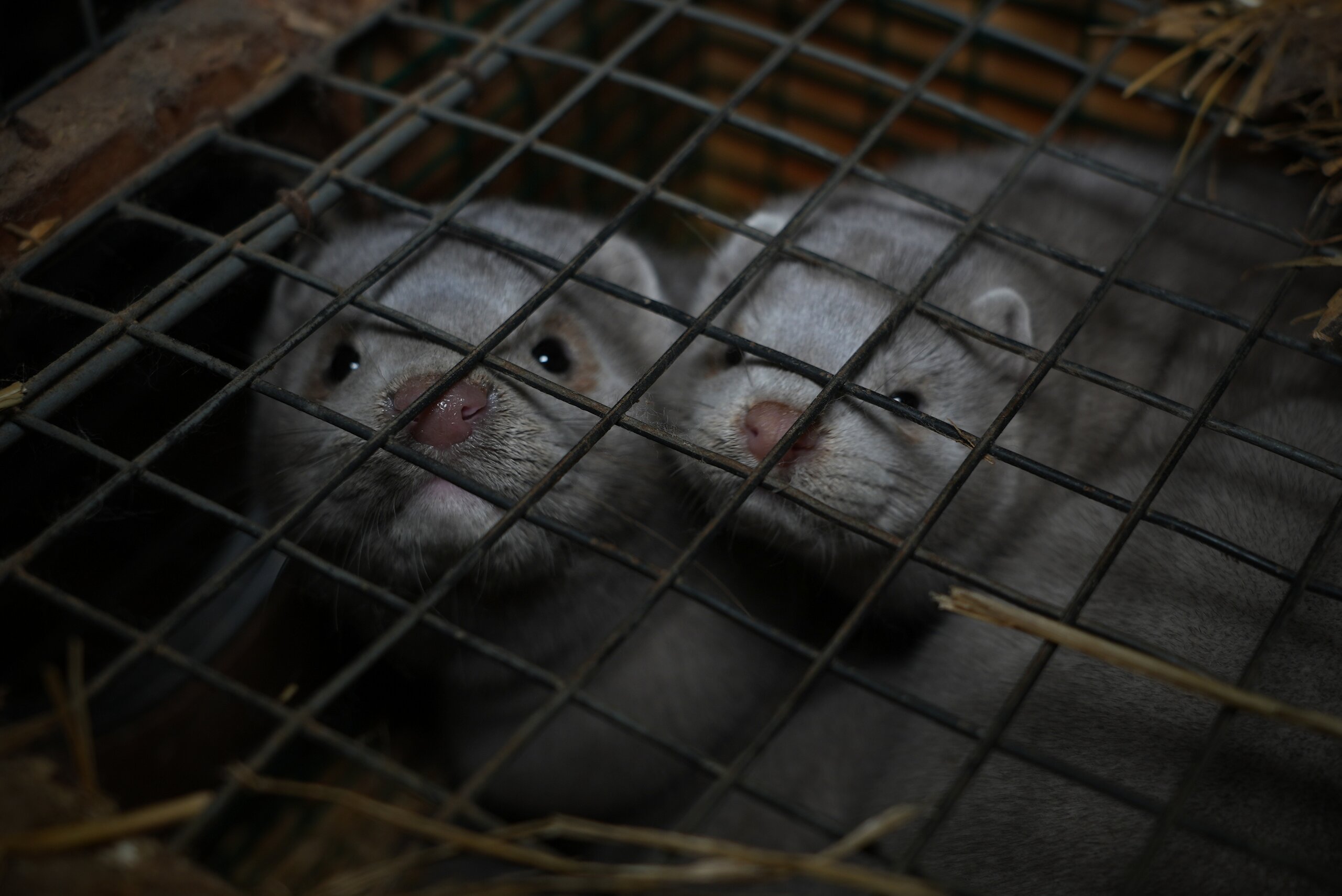 Dos visones enjaulados en granja peletera